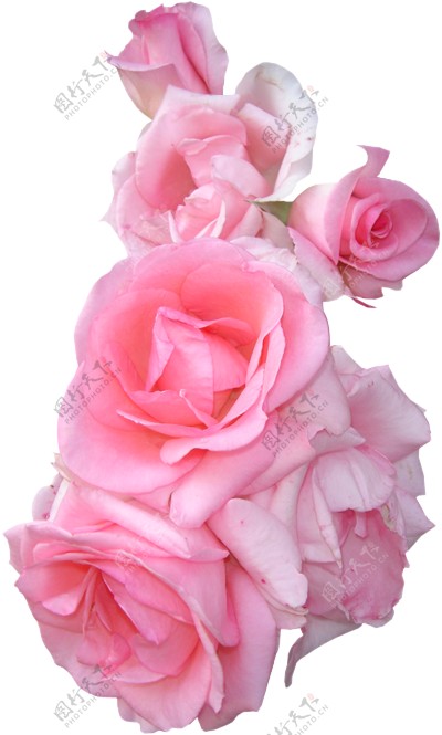 唯美粉色花朵素材图片