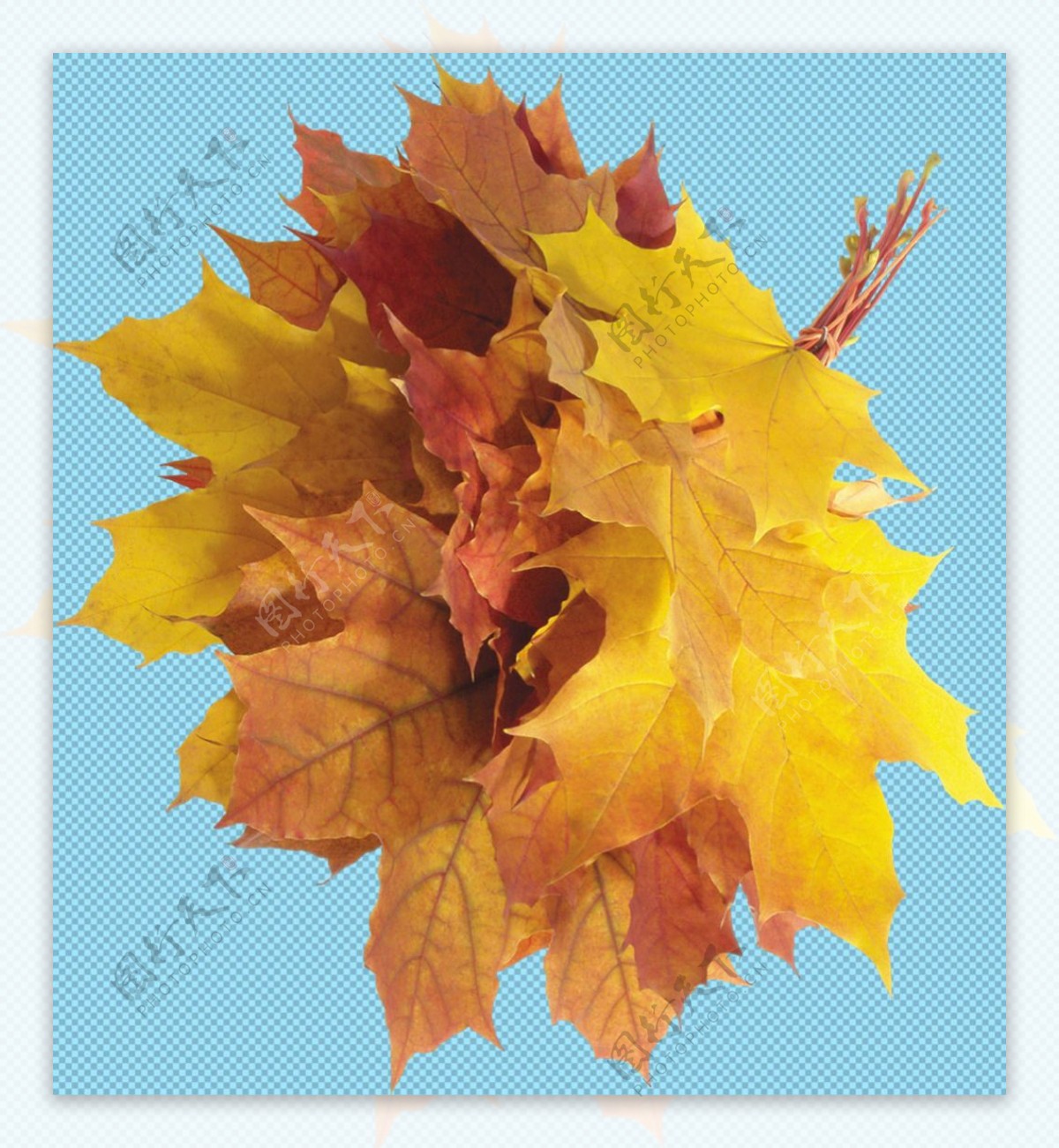 秋天树叶免抠png透明图层素材