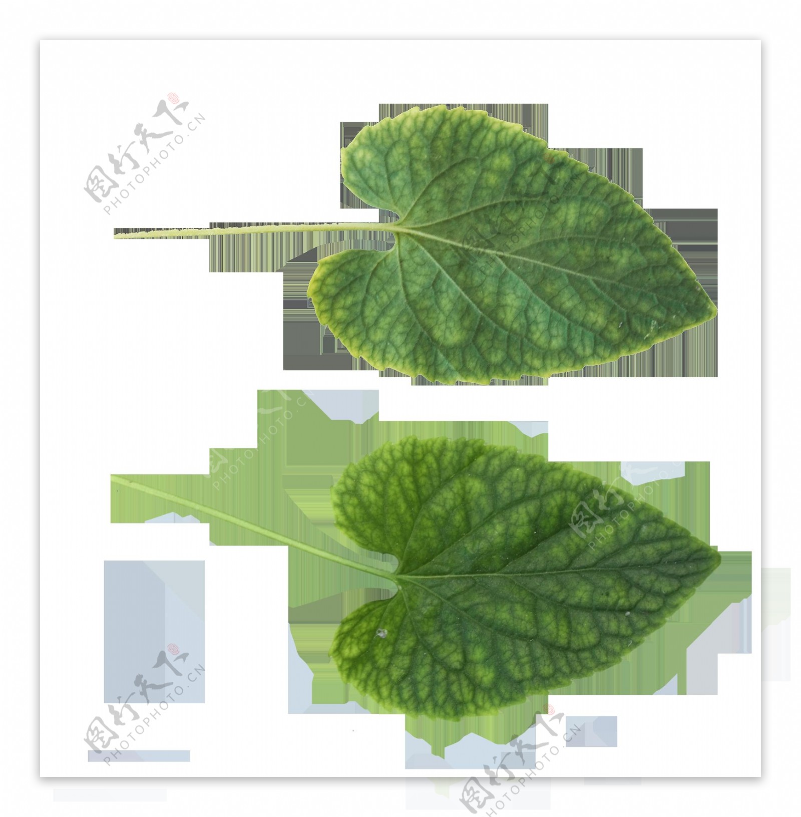 心形绿叶免抠png透明图层素材
