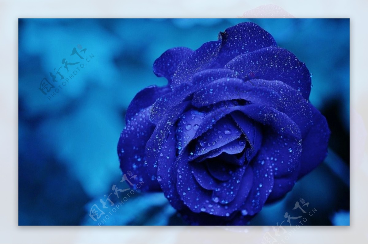蓝色 玫瑰花 月光 - 全部作品 - 素材集市