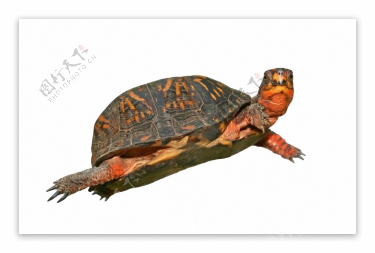 游泳姿态的乌龟免抠png透明素材