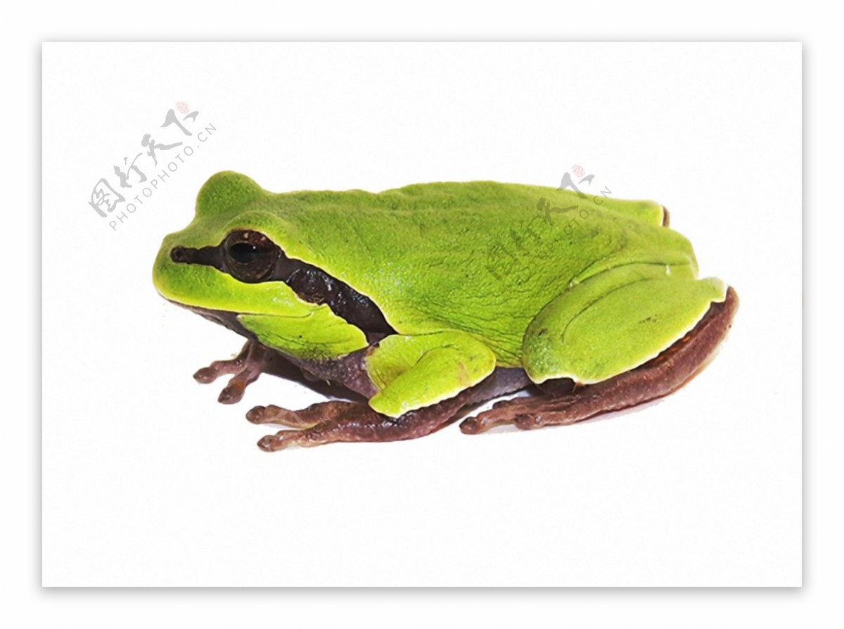 草绿色青蛙图片免抠png透明素材