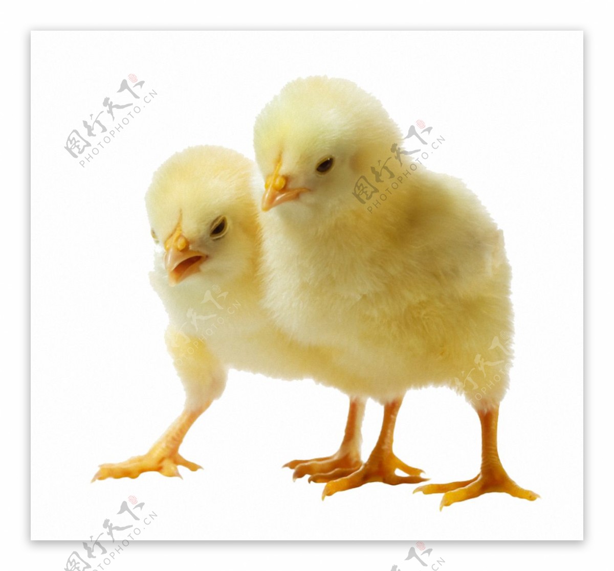 两只可爱小鸡免抠png透明素材