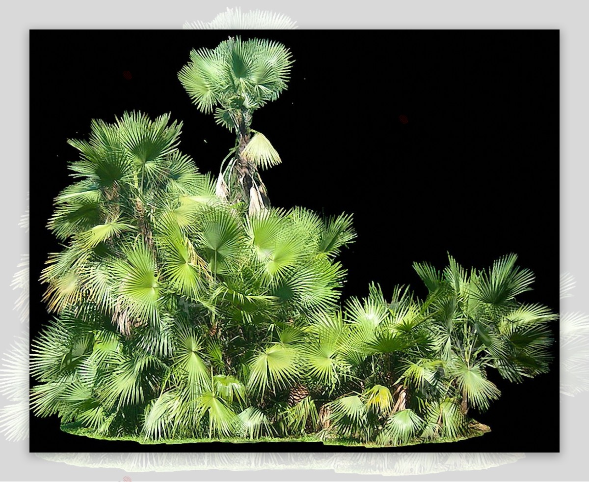 绿色热带植物免抠png透明图层素材