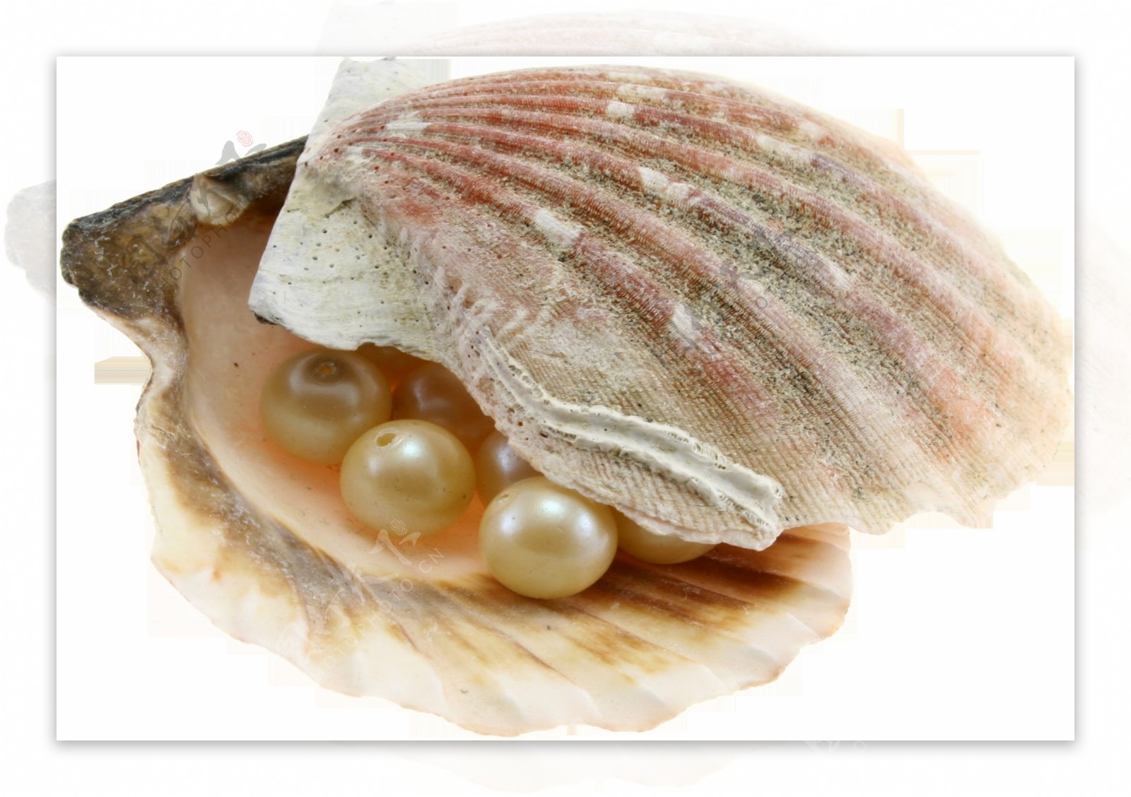 包含粉色珍珠的贝壳免抠png透明图层素材