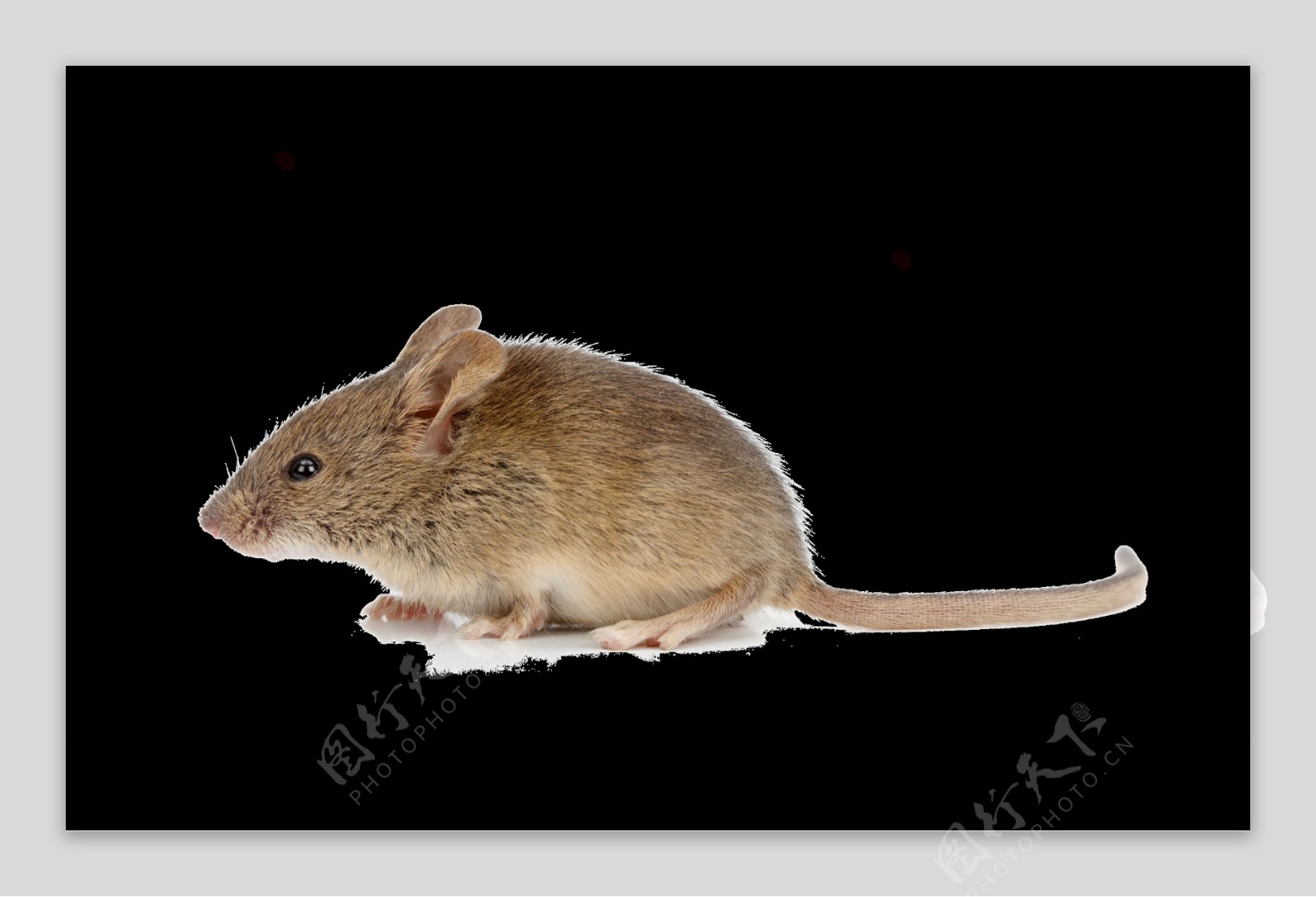 小老鼠图片免抠png透明图层素材