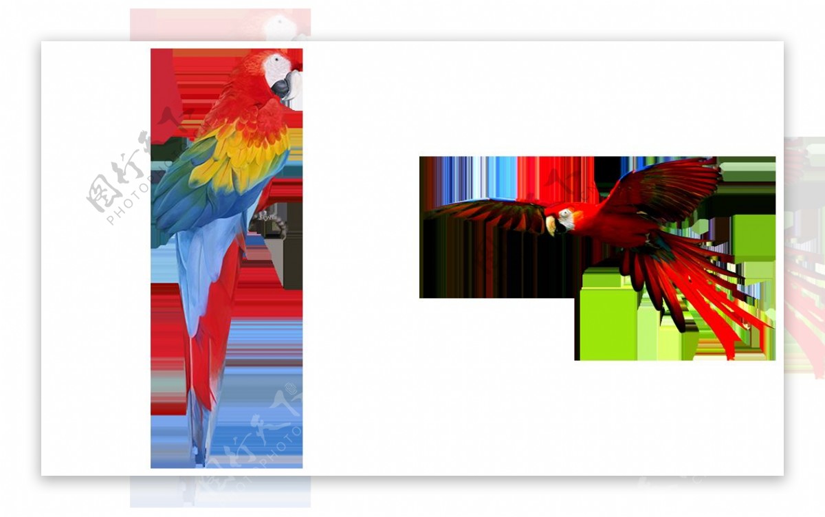 红黄金刚鹦鹉免抠png透明图层素材