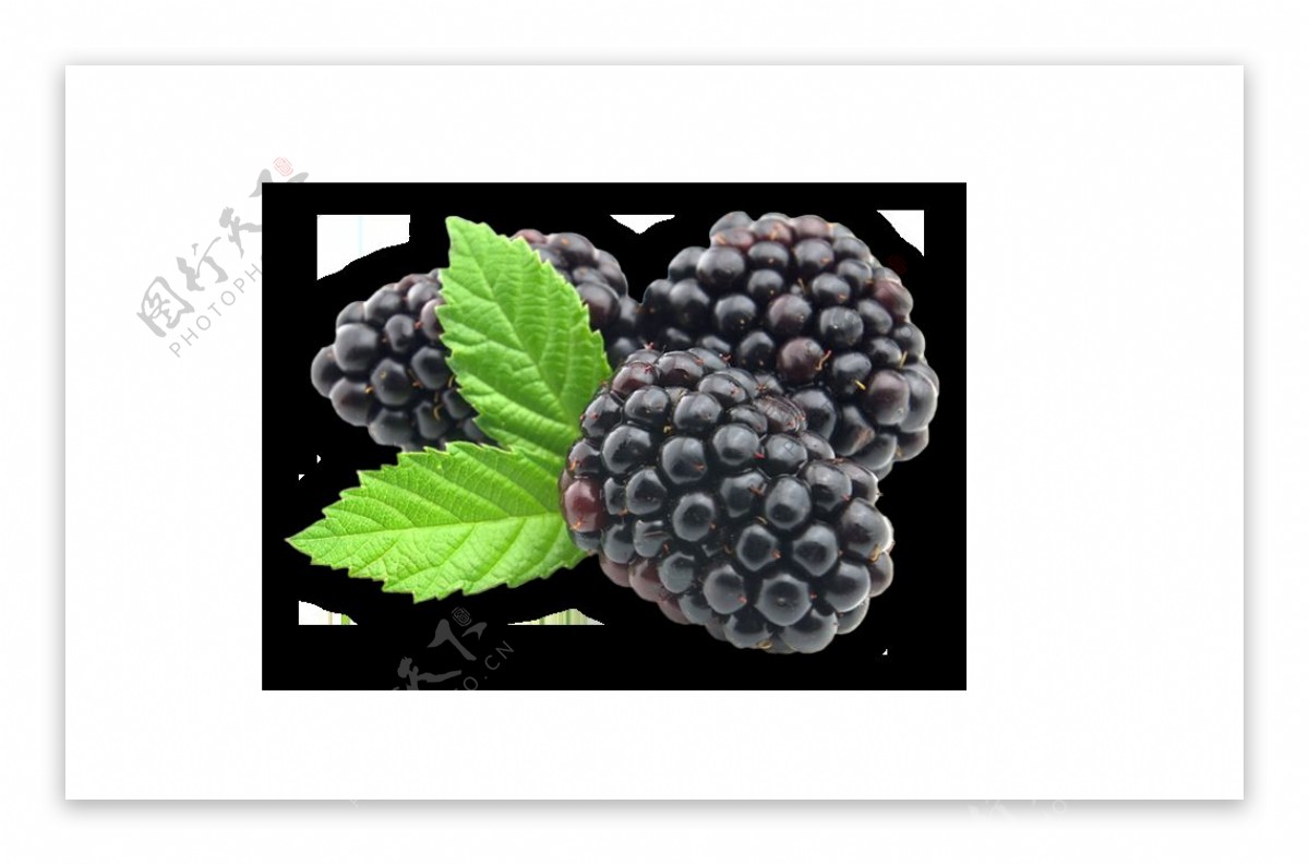 黑莓广告图片免抠png透明图层素材