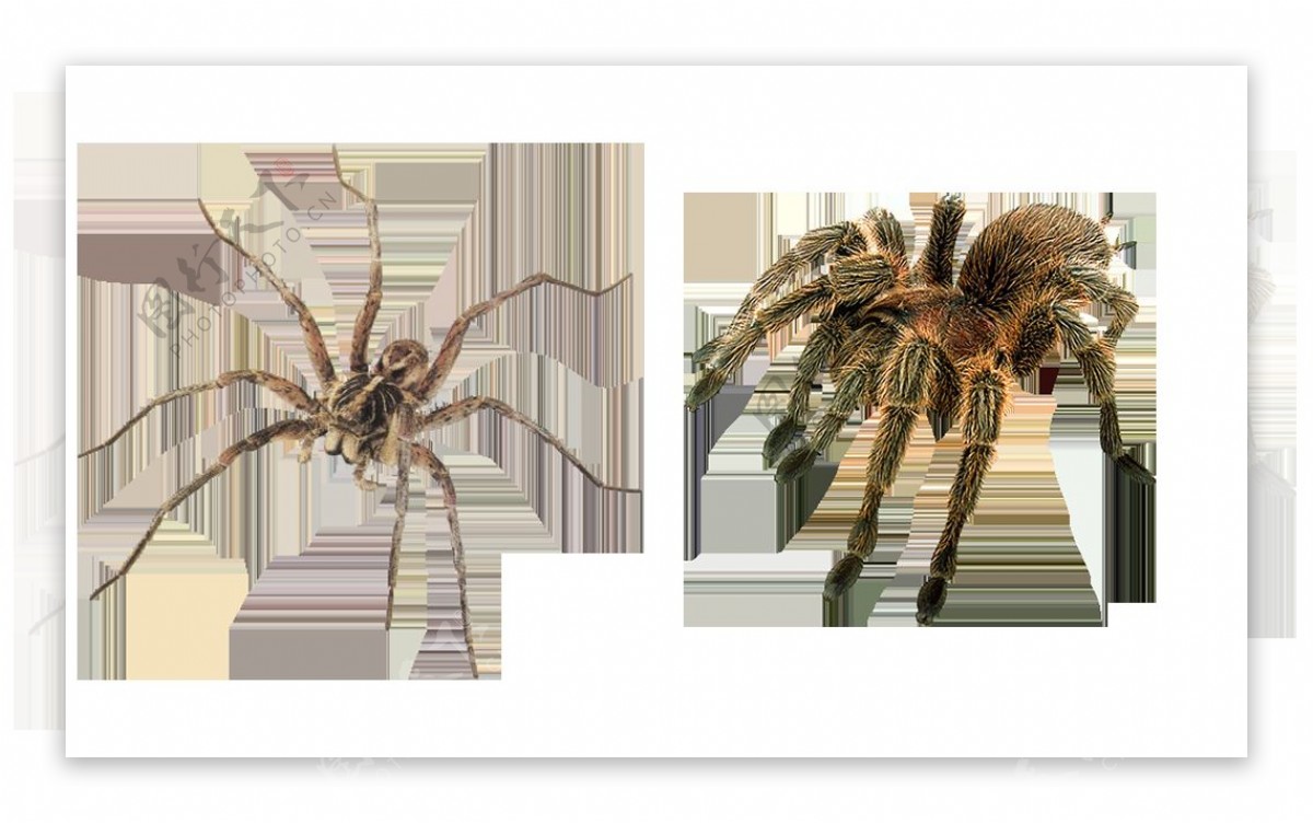 花蜘蛛图片免抠png透明图层素材