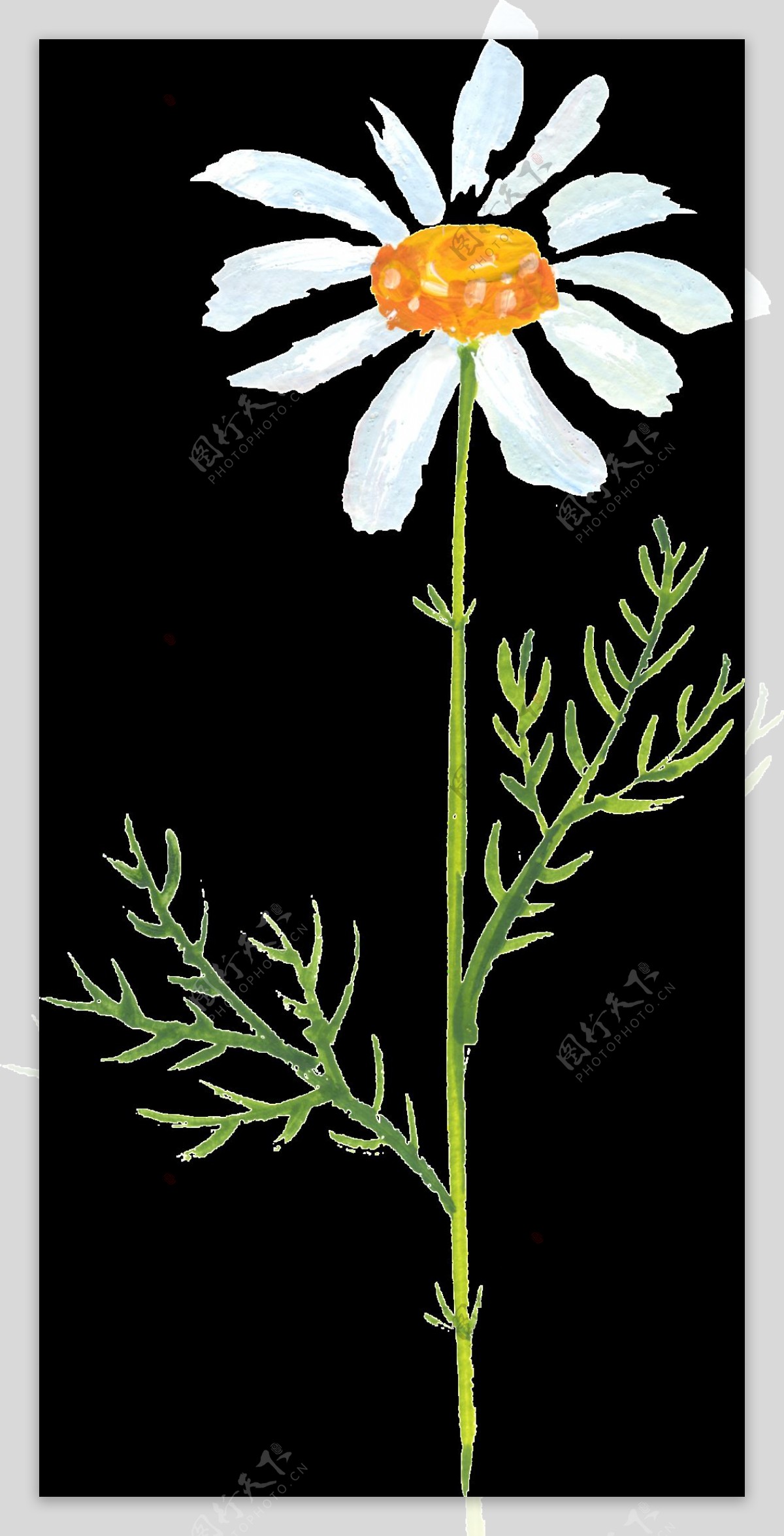 白色清新花卉透明素材