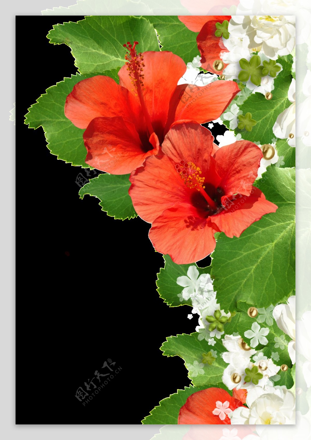 彩绘红色大花花边png透明素材