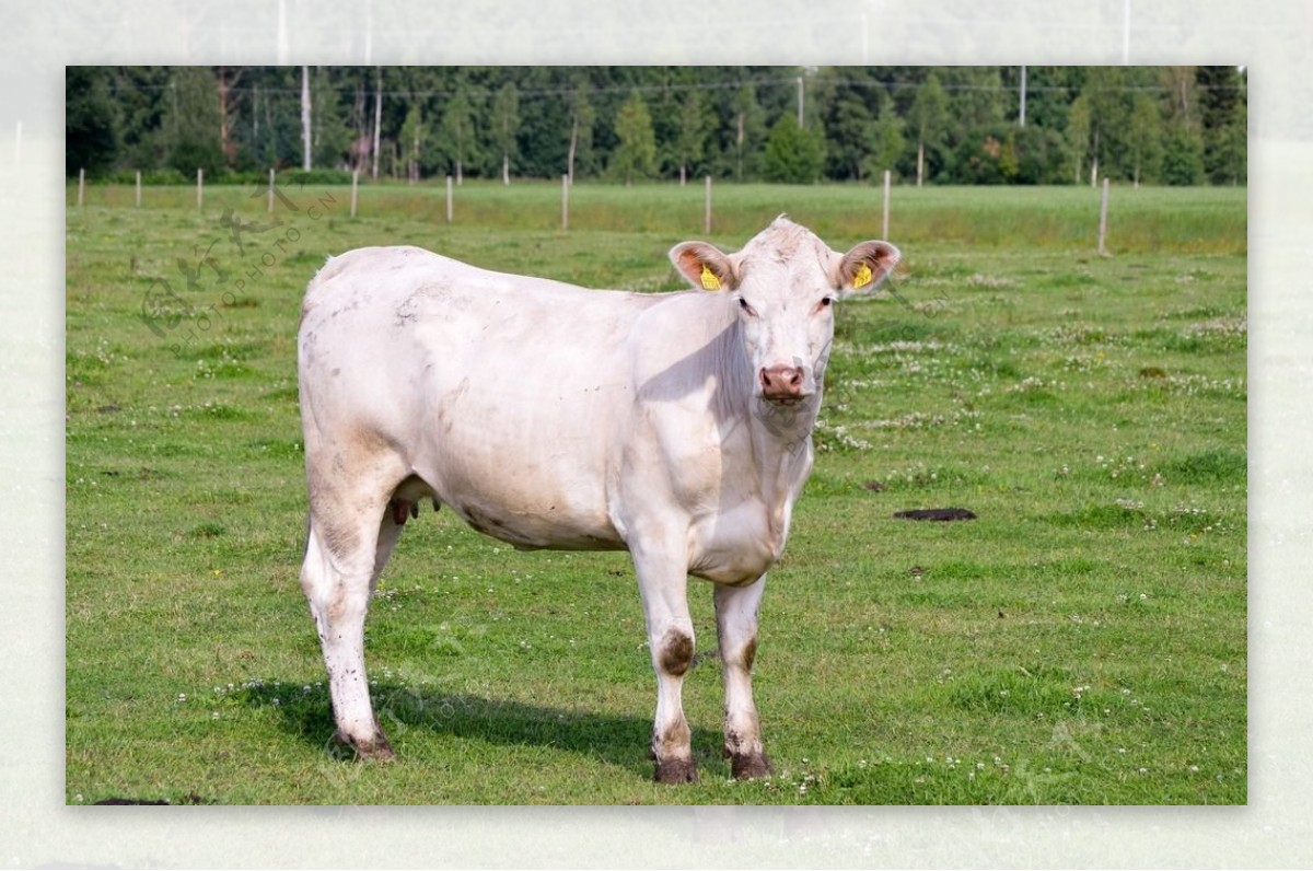 草原白色奶牛