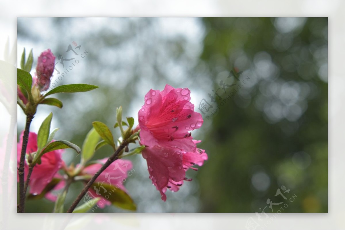 杜鹃花