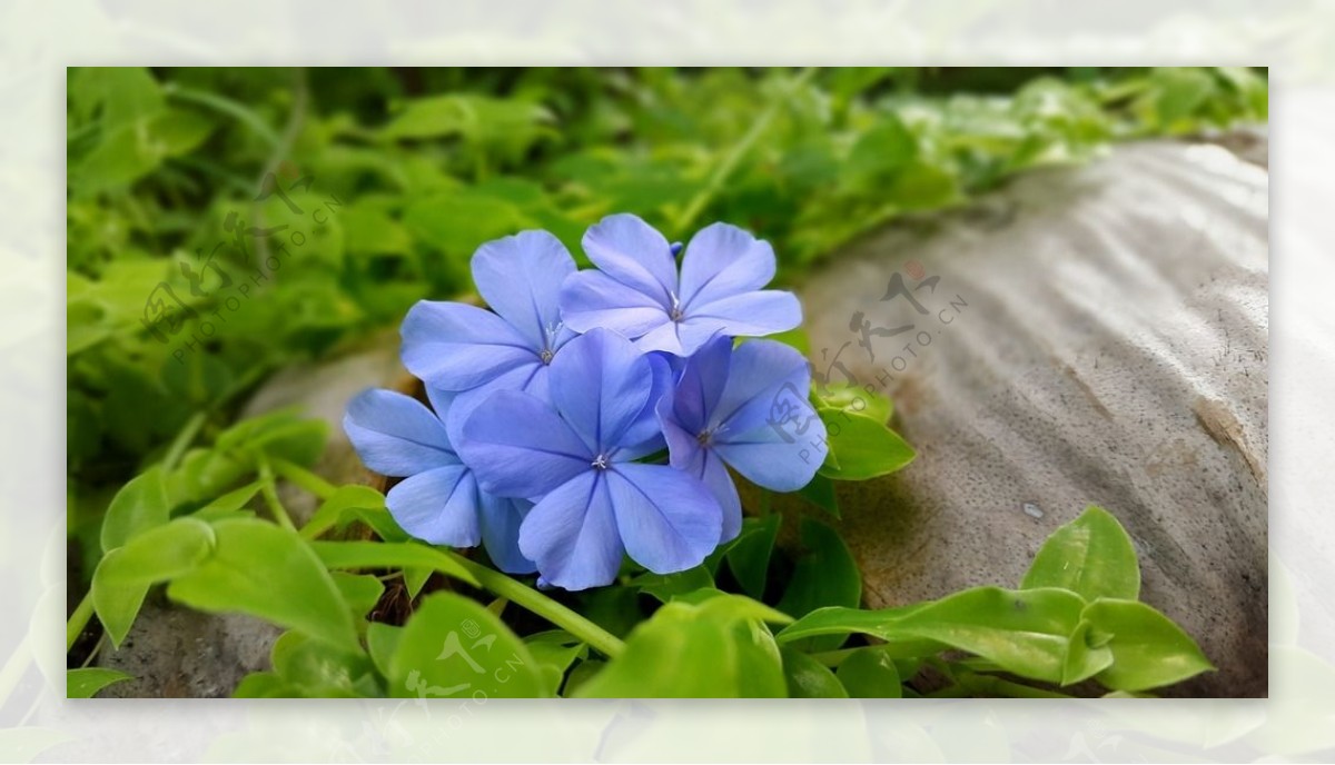 鲜花鲜花背景