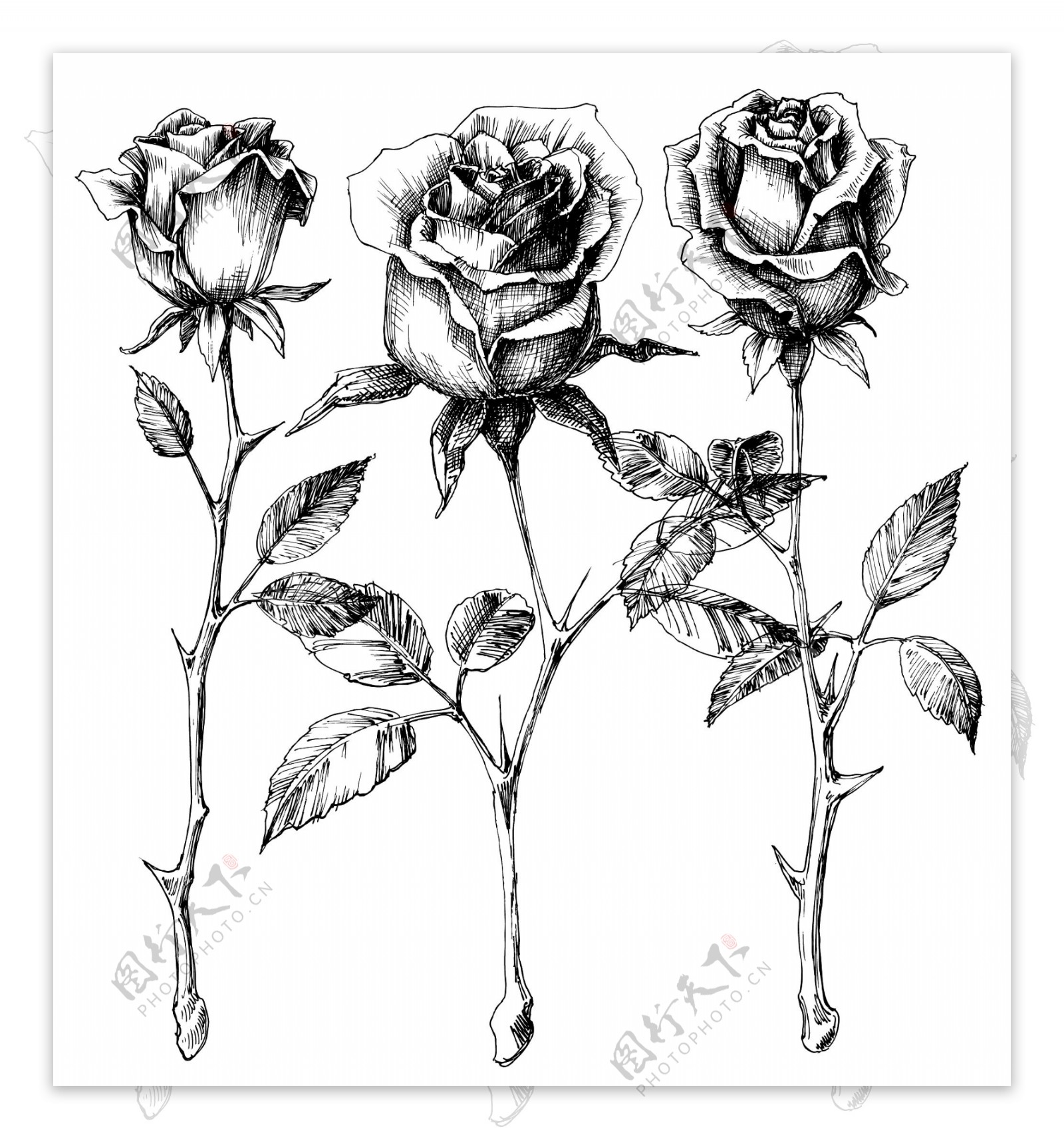 玫瑰花素描图片素材-编号03758020-图行天下