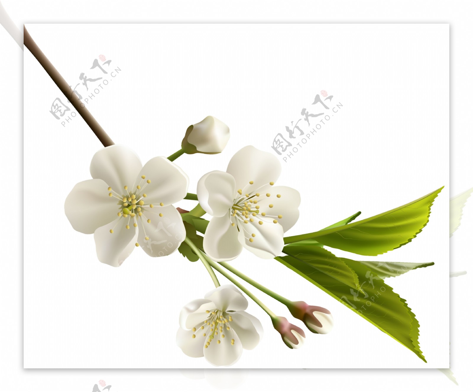 芬芳白色花朵卡通透明素材