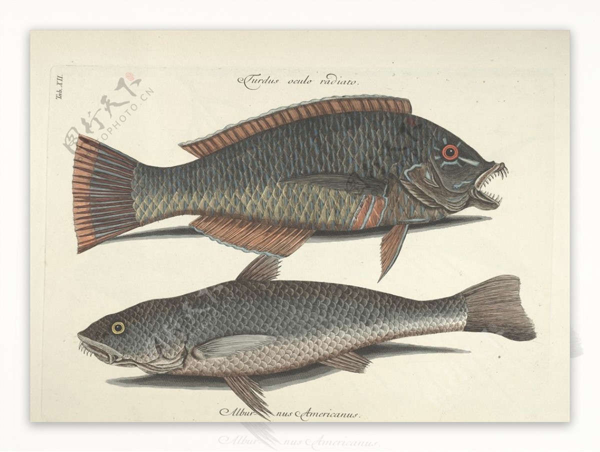 鱼类手绘插画海洋生物手绘