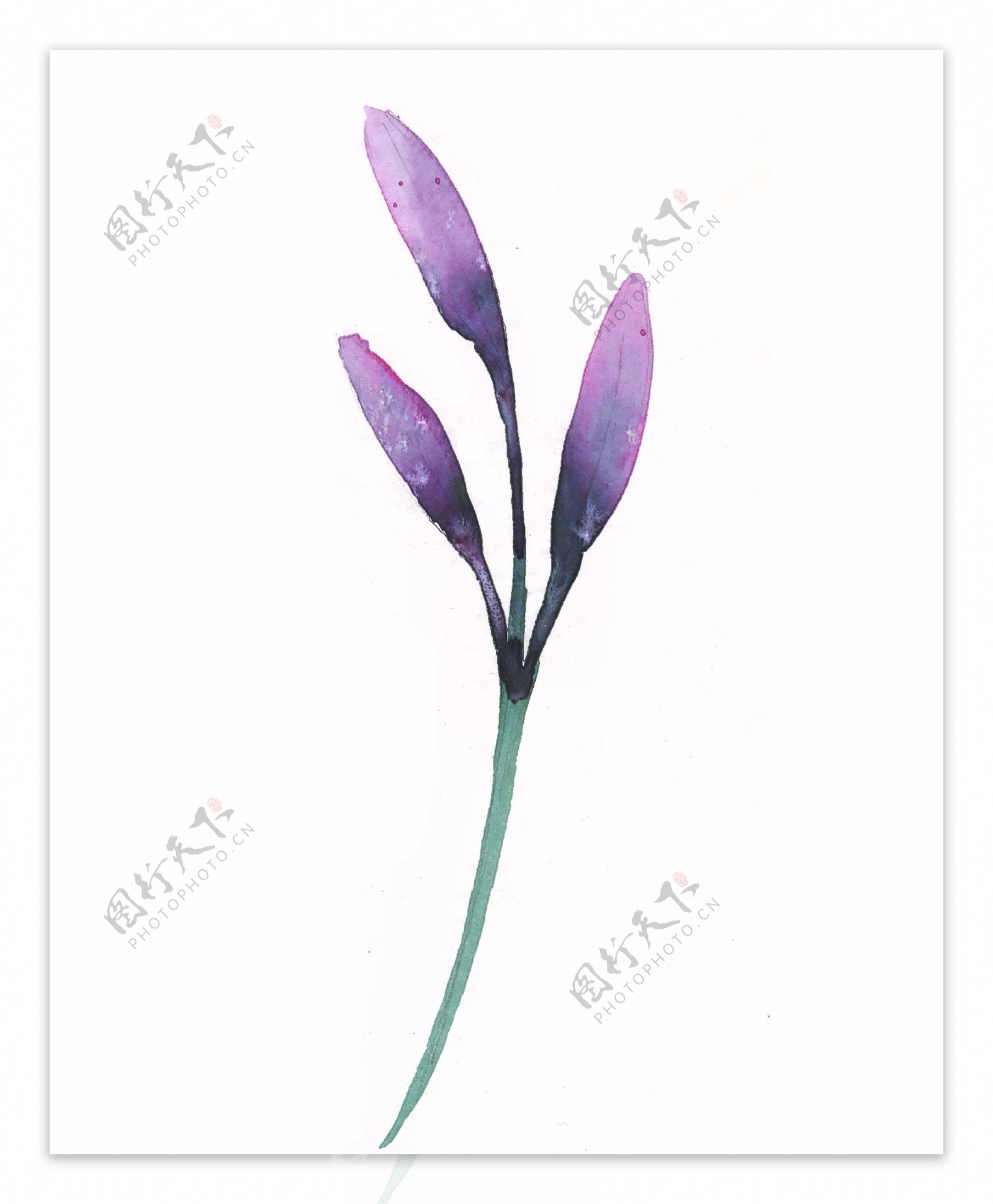 紫色花枝透明装饰素材