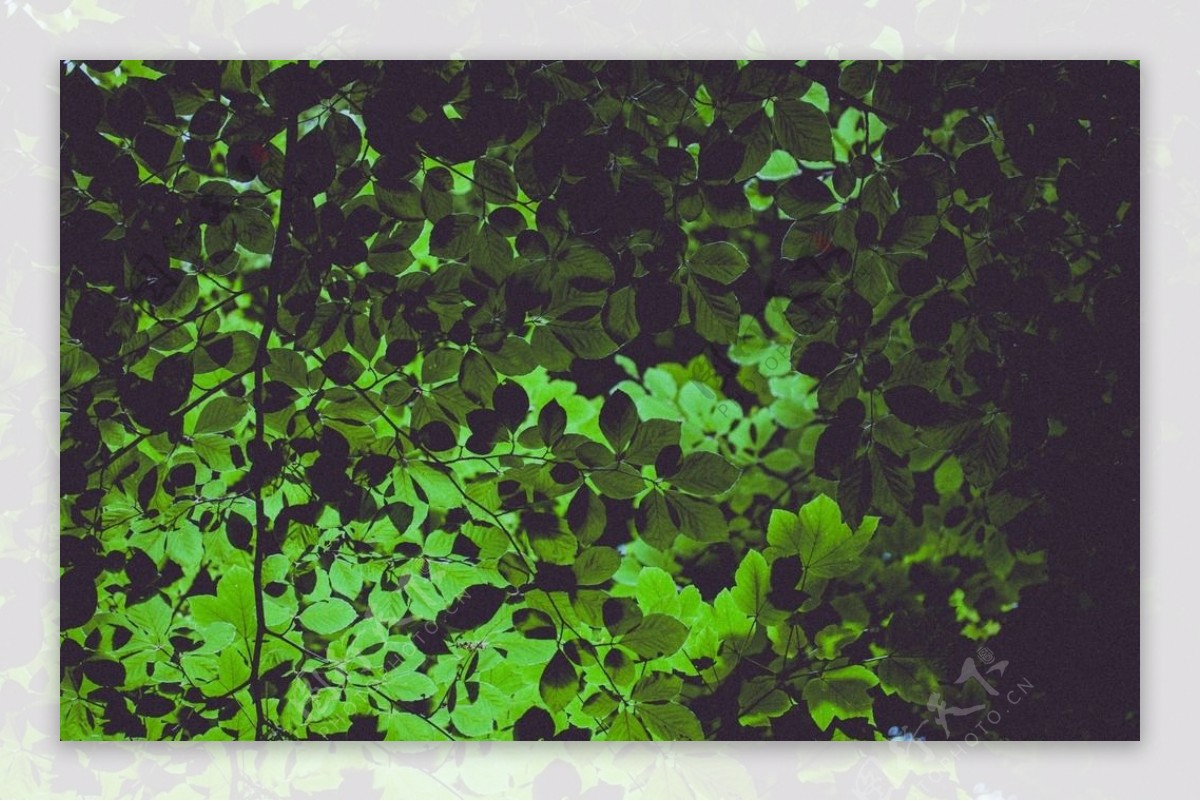 绿色树叶