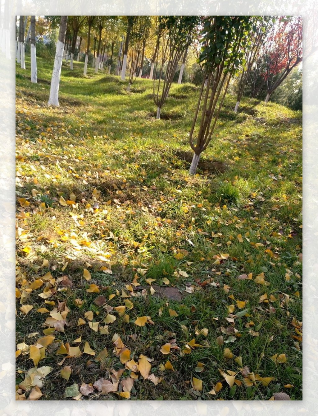 秋季黄金草地