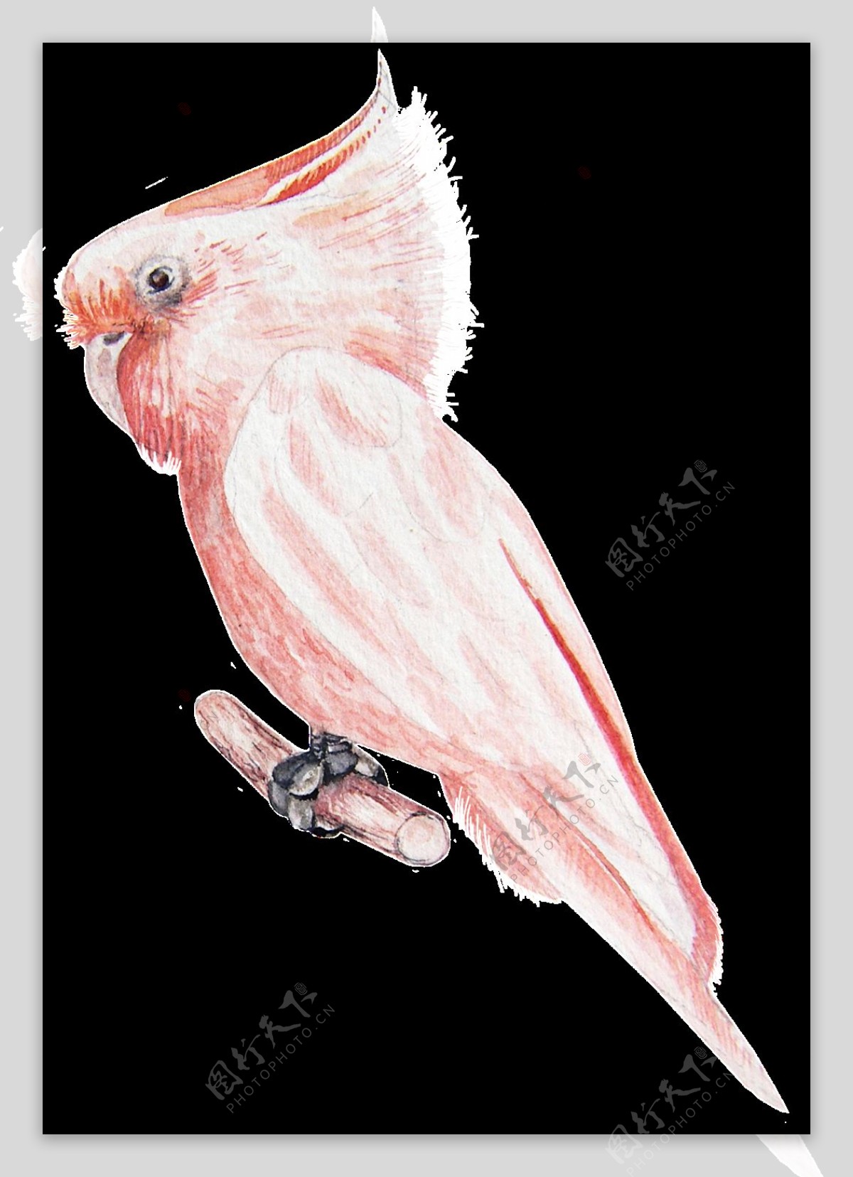 一只淡粉色鹦鹉透明素材png