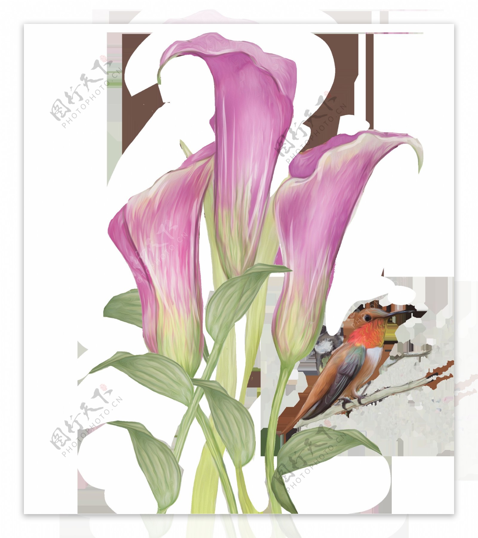 手绘花鸟图案水彩花朵透明