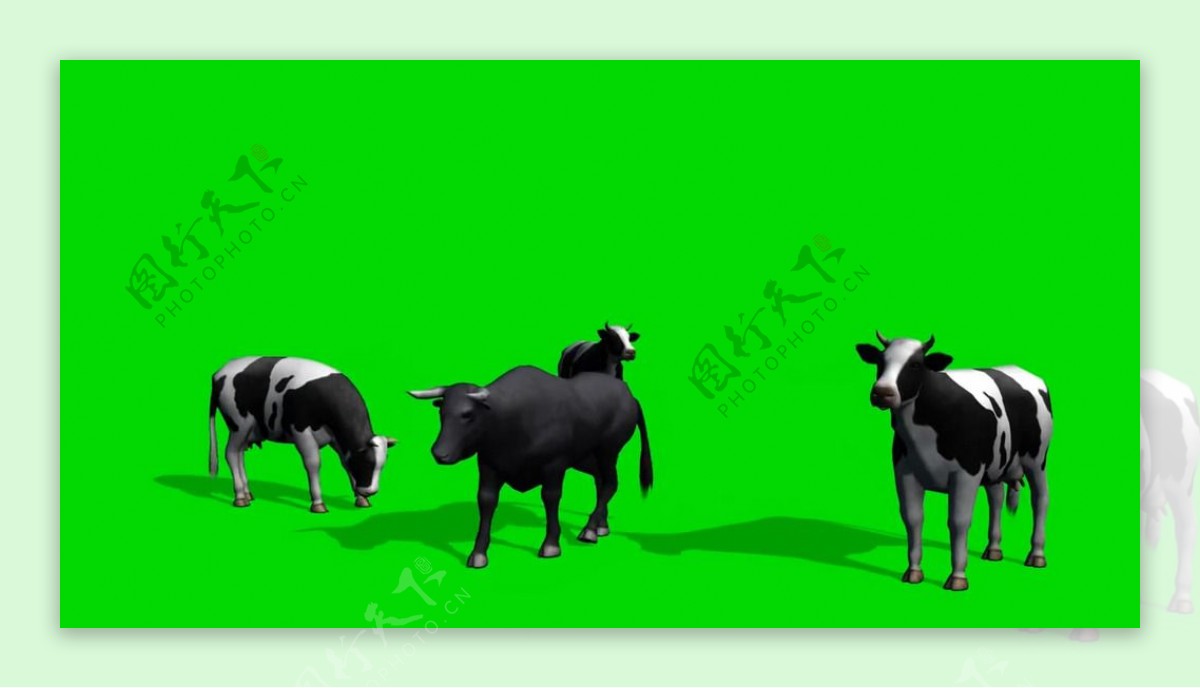 草原奶牛绿屏抠像视频素材
