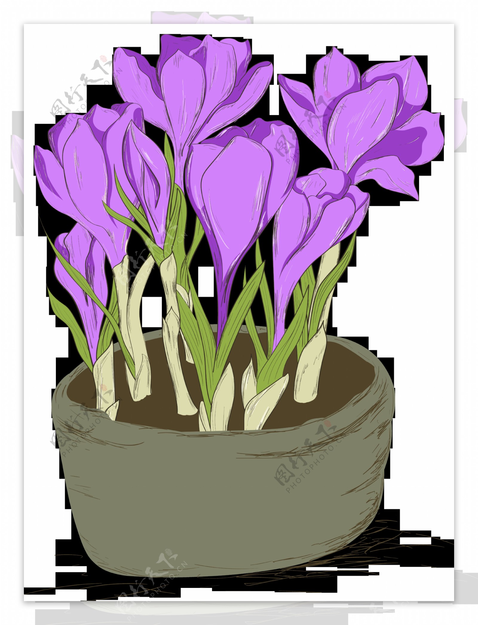 手绘美丽紫色花朵盆栽透明花朵素材