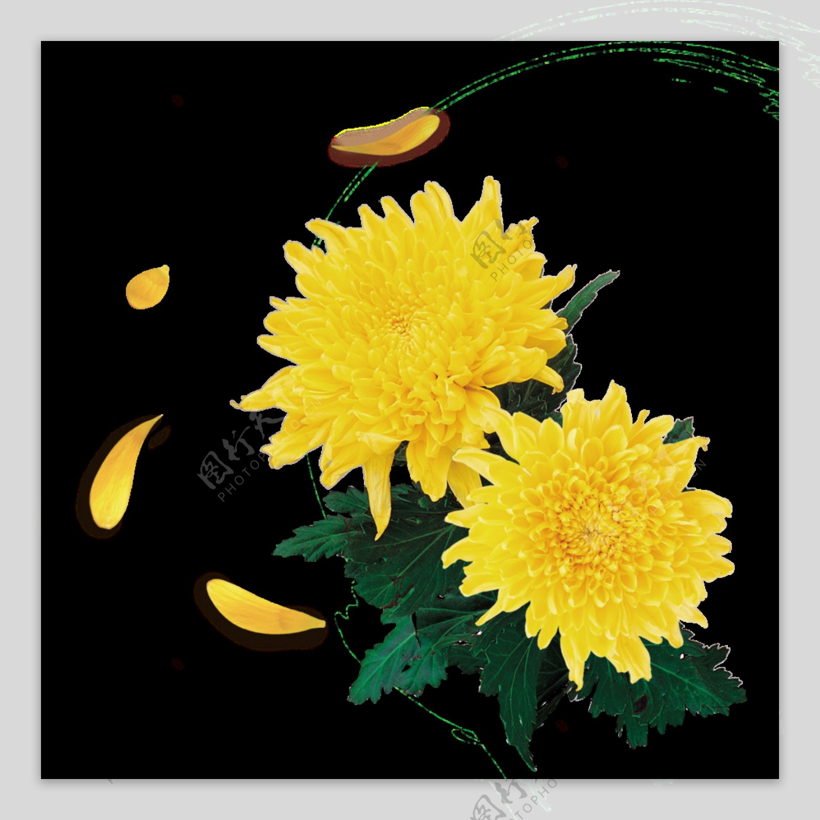 美丽深黄色手绘菊花装饰元素