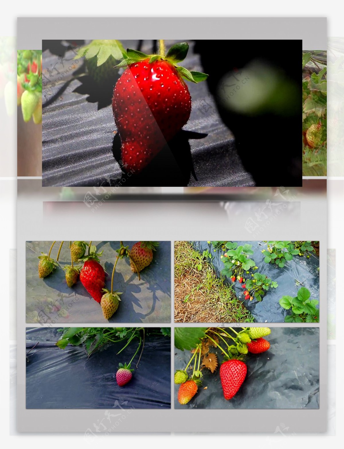 高清实拍草莓种植园特写草莓水果新鲜草莓