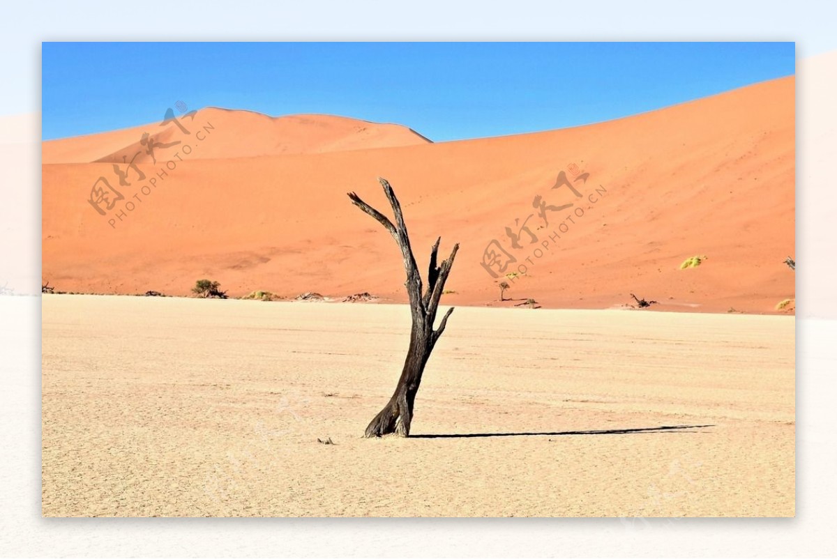沙漠里的枯树