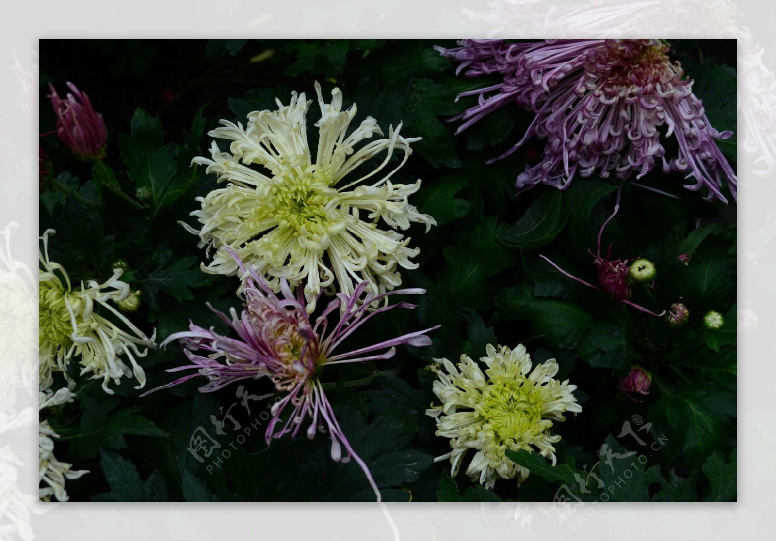 雨后秋菊