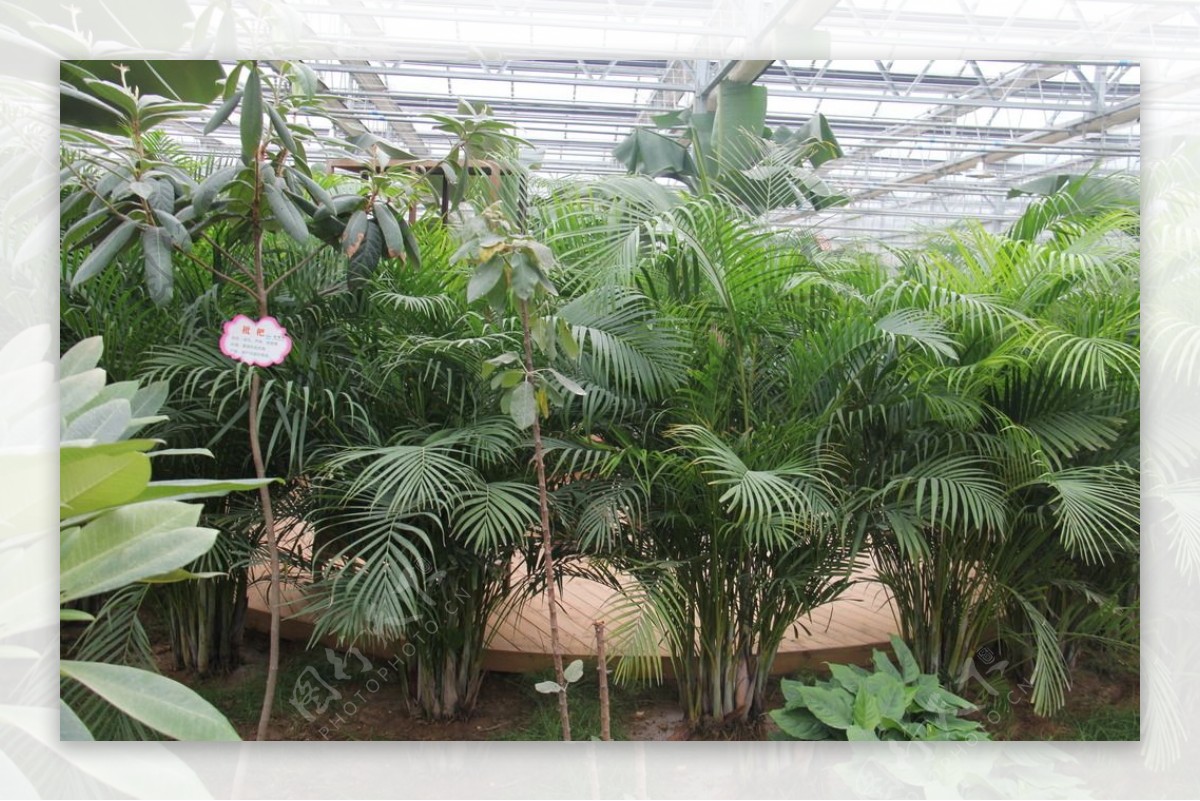 凤尾竹-常见园林植物-图片