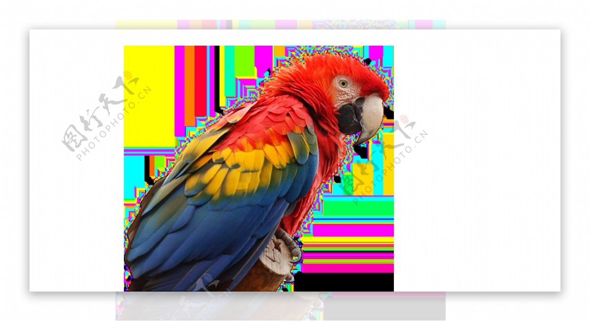 彩色鹦鹉实景png元素
