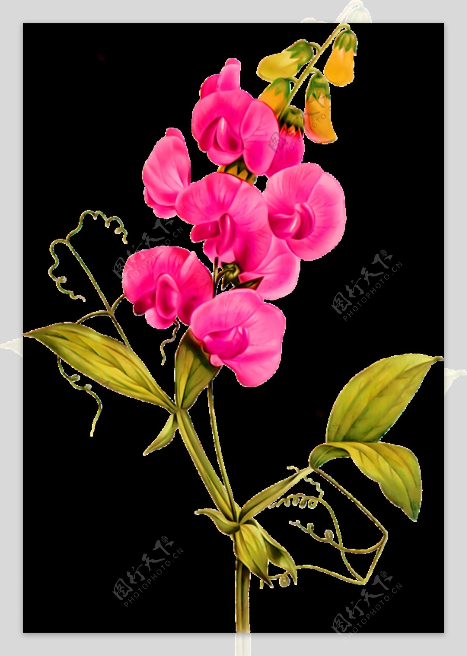 中国风古典粉色花朵装饰元素