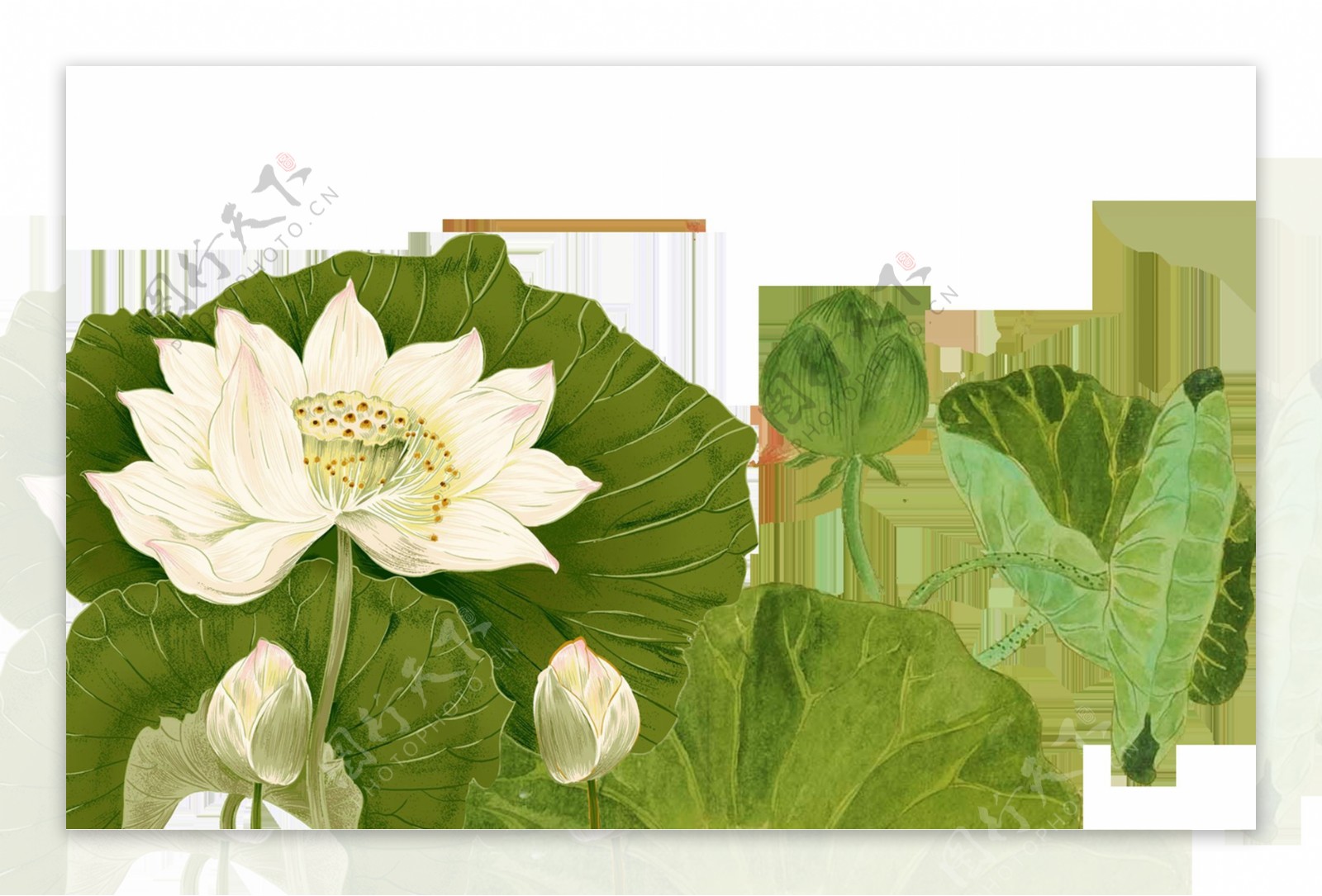 手绘植物白色莲花透明素材