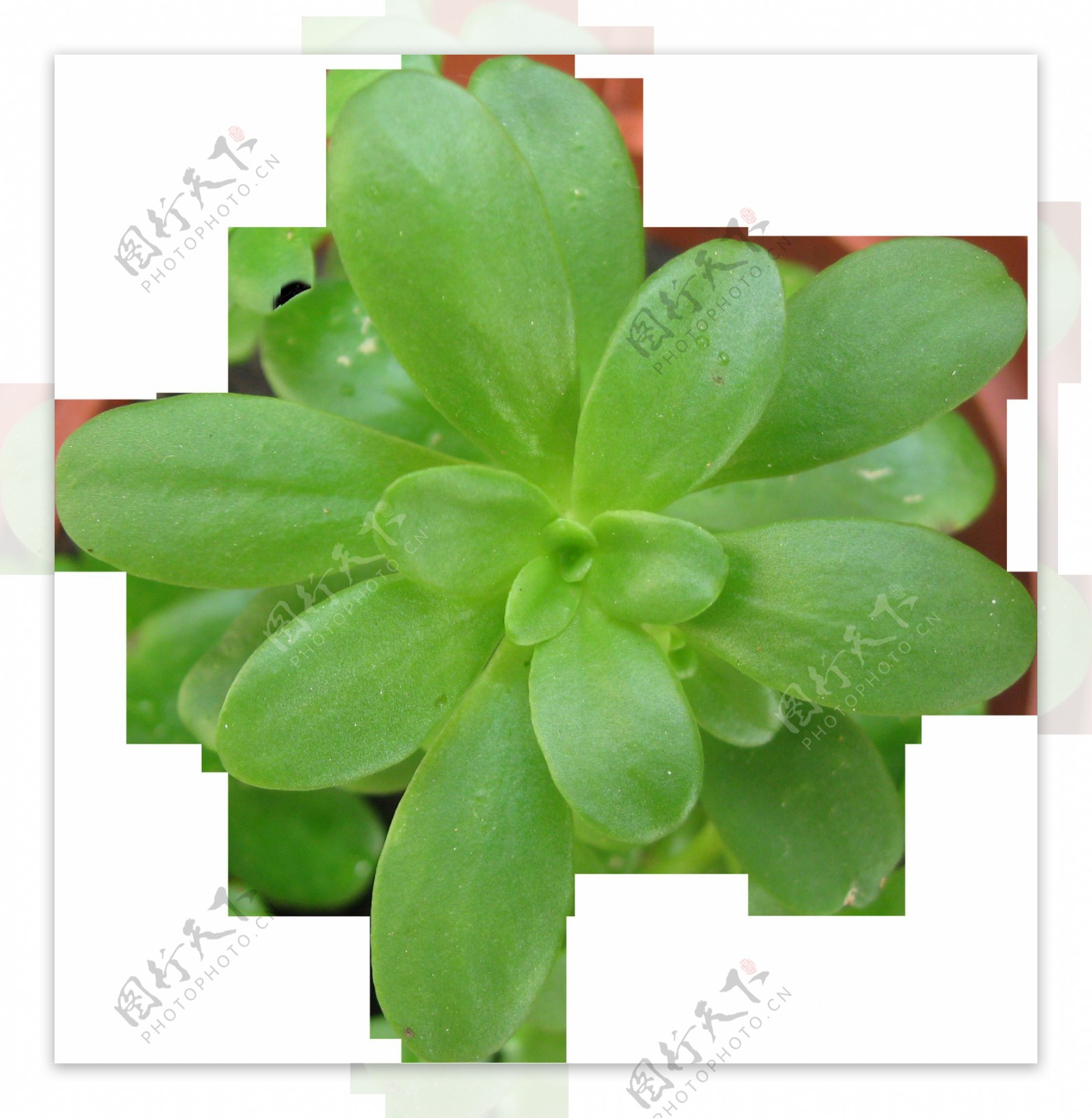 一棵绿色的植物透明素材