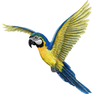 色彩艳丽蓝色鸟背装饰元素