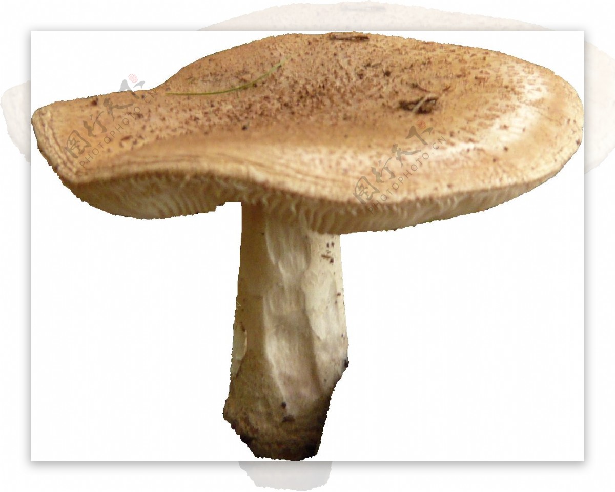 黄色蘑菇png元素