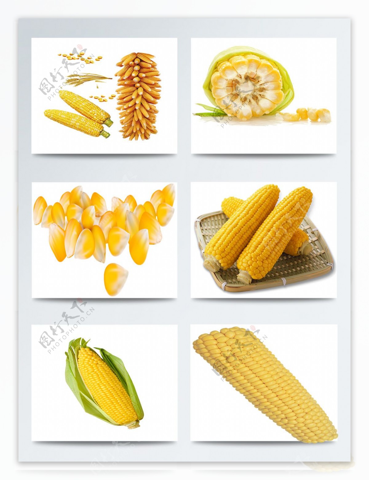 玉米实物高清图案集合