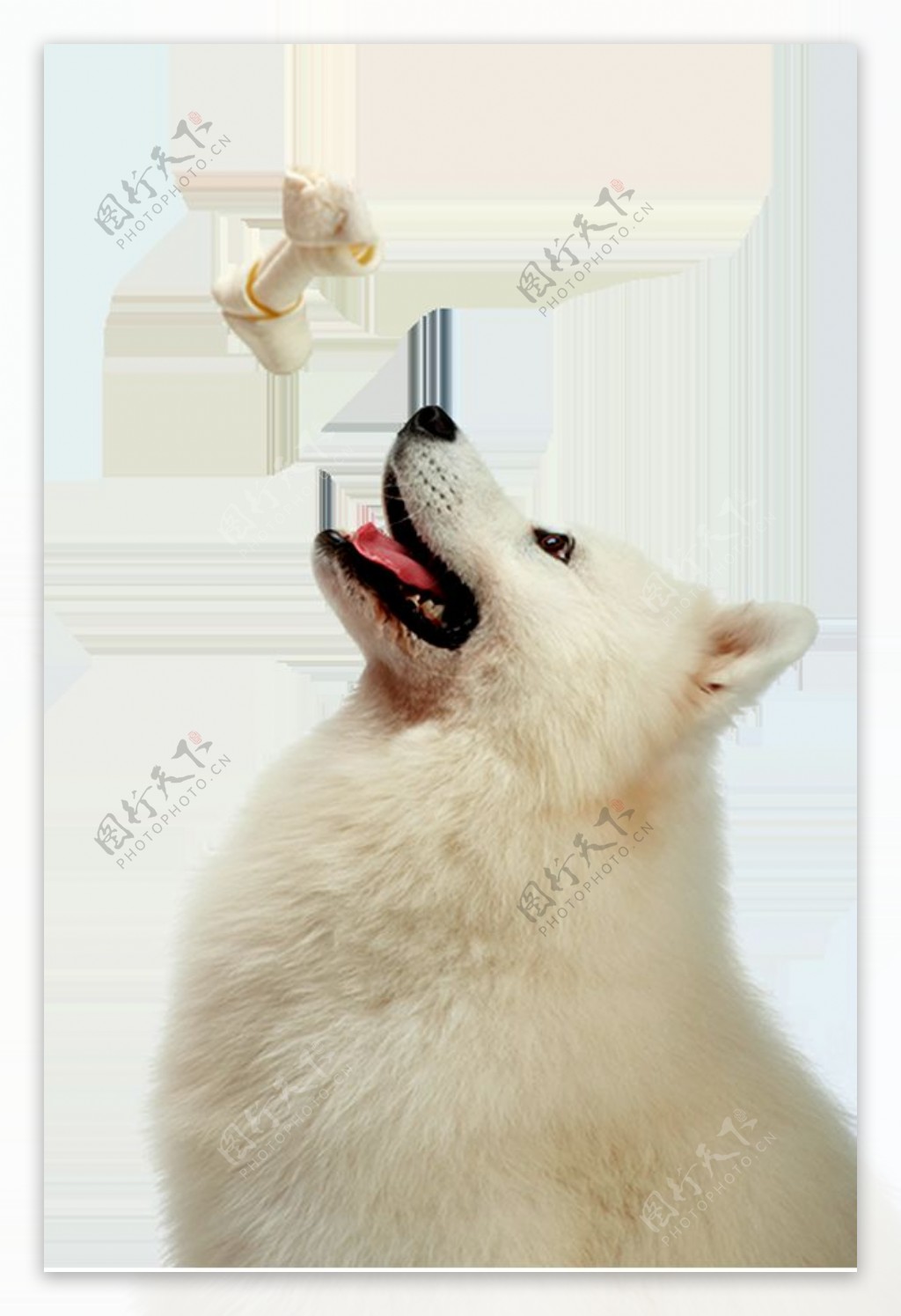 白色可爱萨摩耶宠物狗产品实物