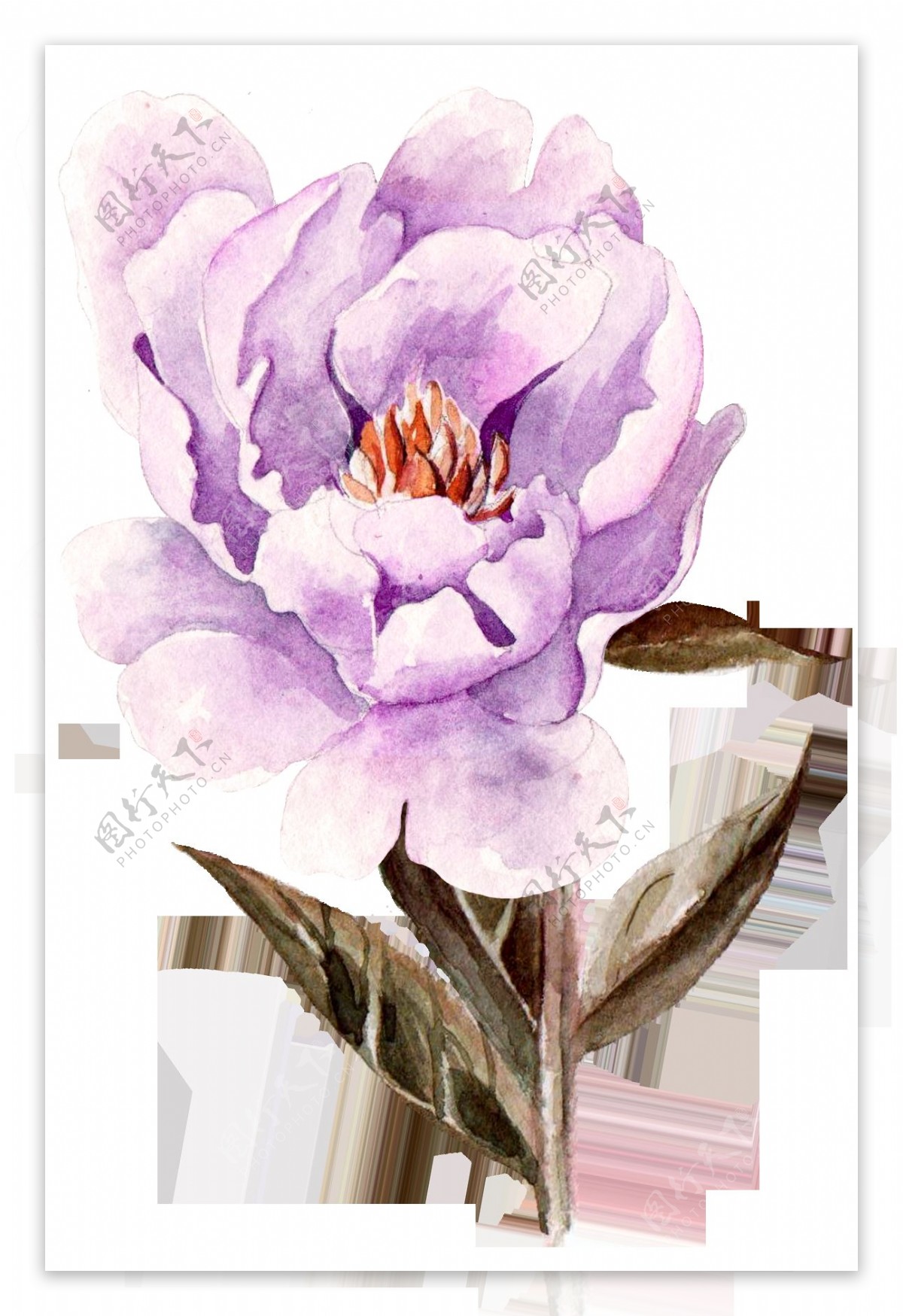 紫色牡丹花透明素材png