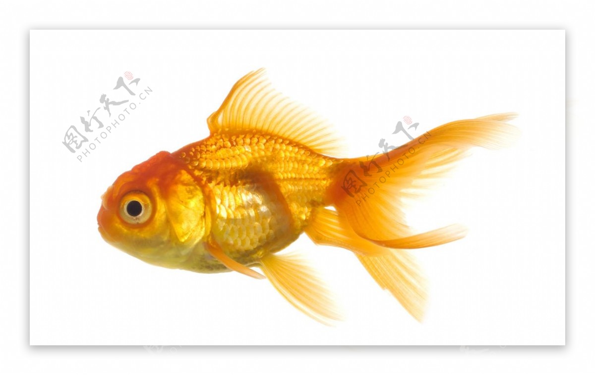 黄色金鱼png元素