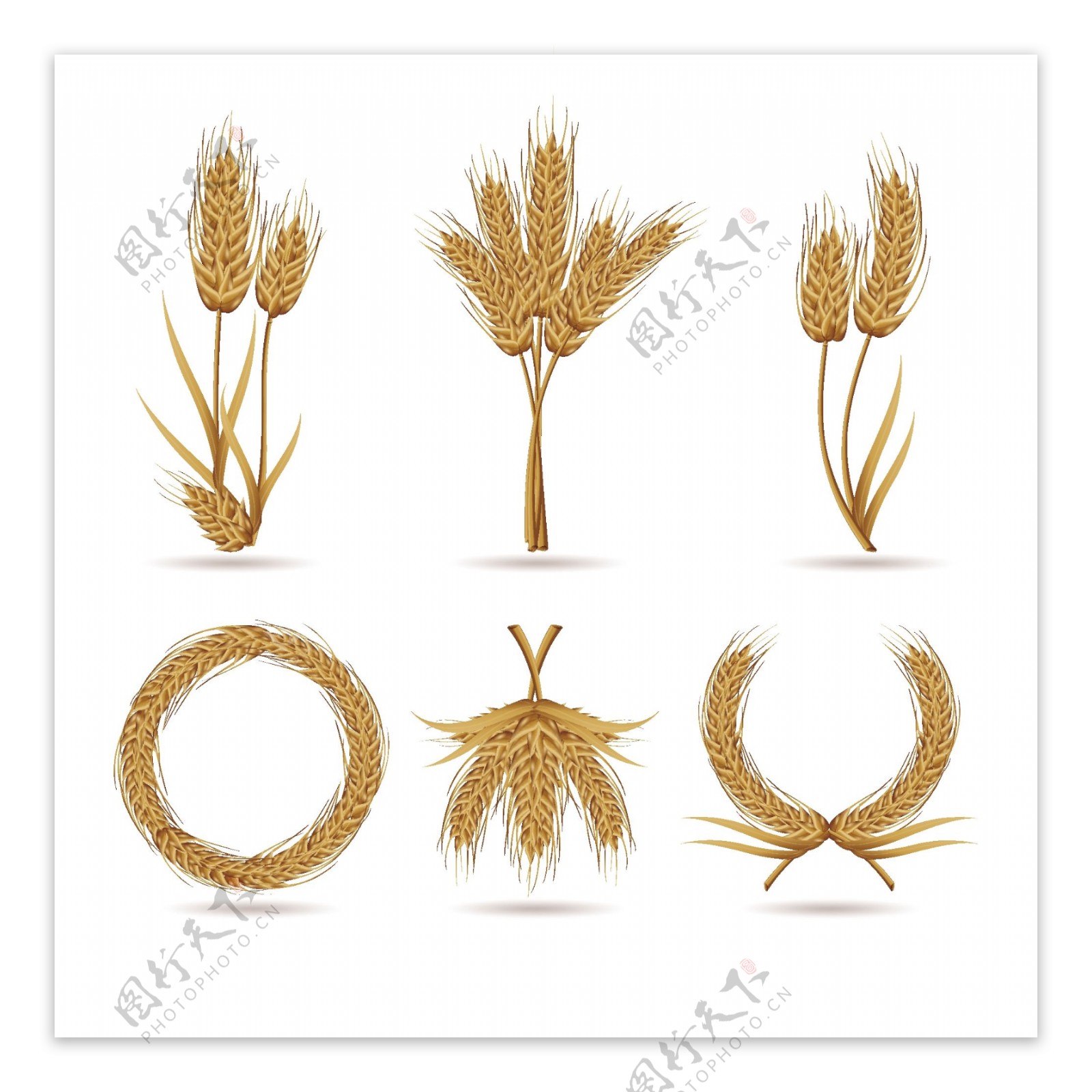 6种不同造型的小麦矢量插画元素