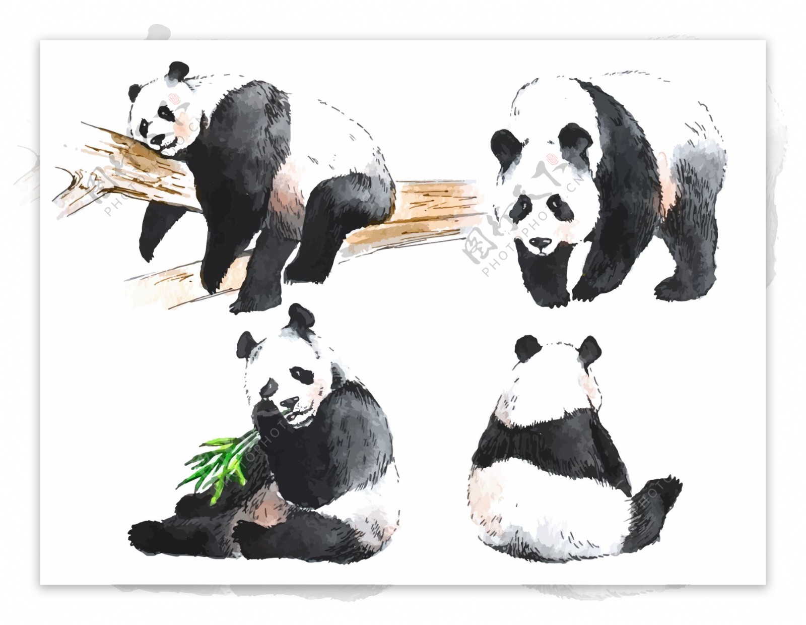 手绘卡通可爱的大熊猫插画