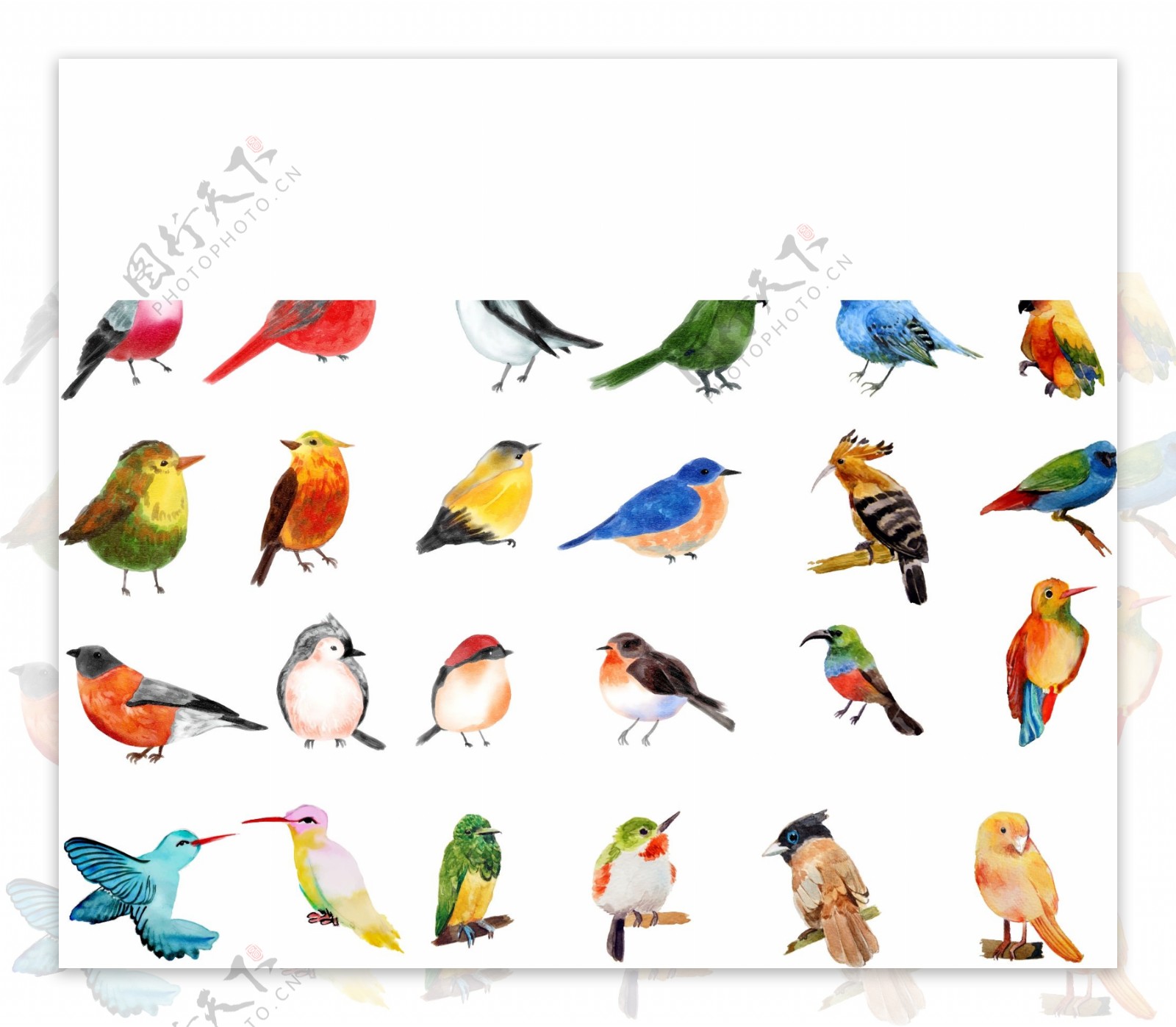 30款矢量水彩风格鸟类图案