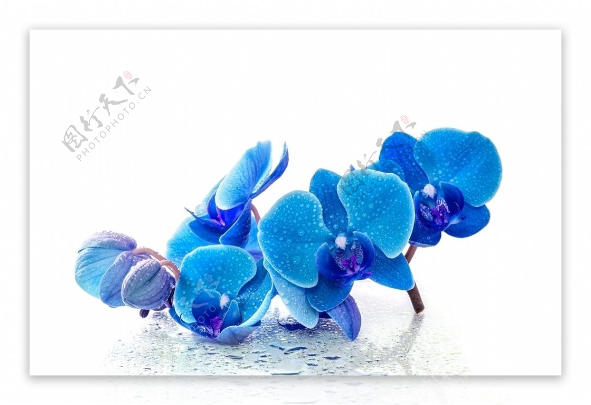蝴蝶兰蓝色花卉摄影