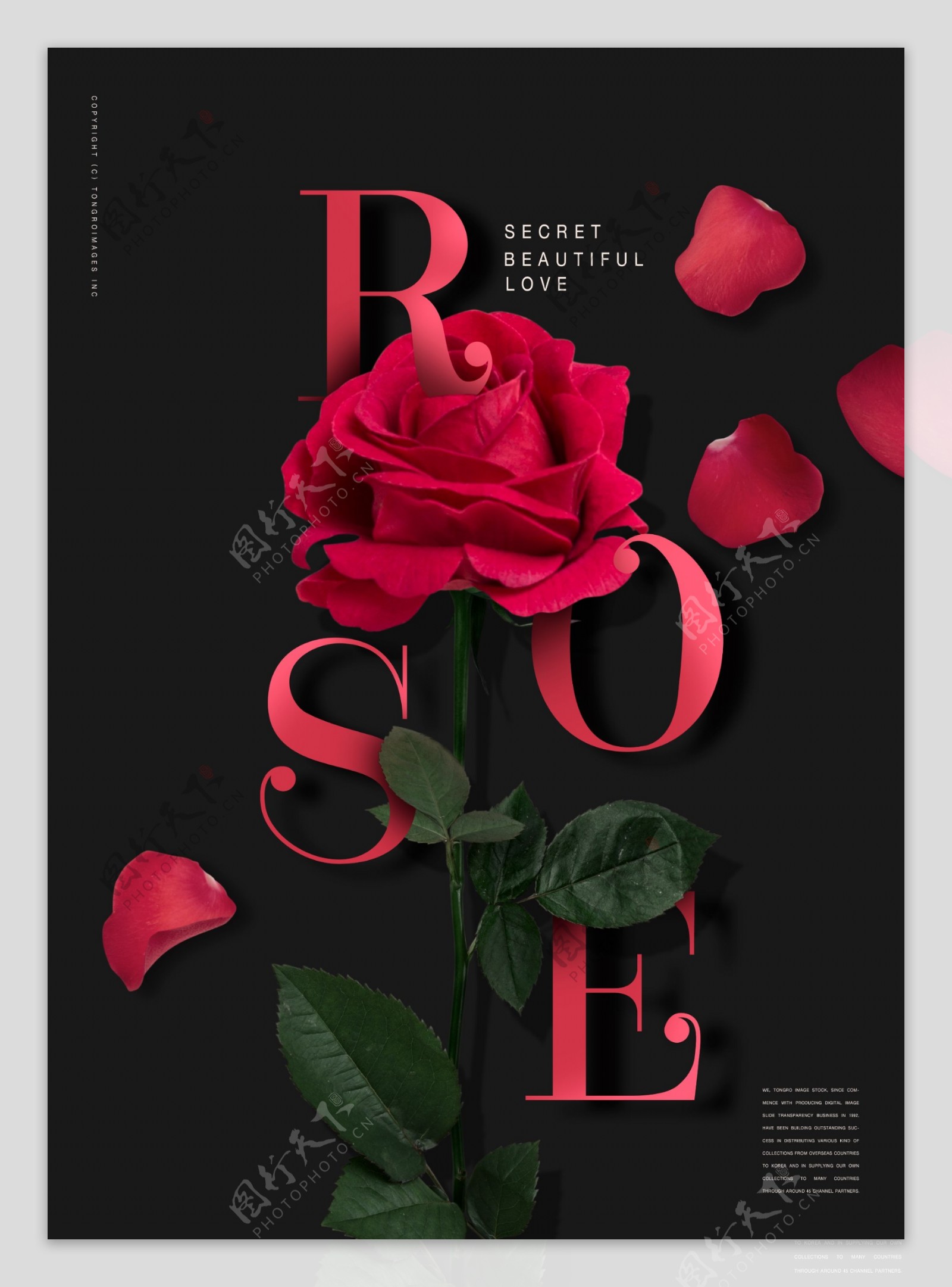 韩系大气黑色红玫瑰鲜花海报设计