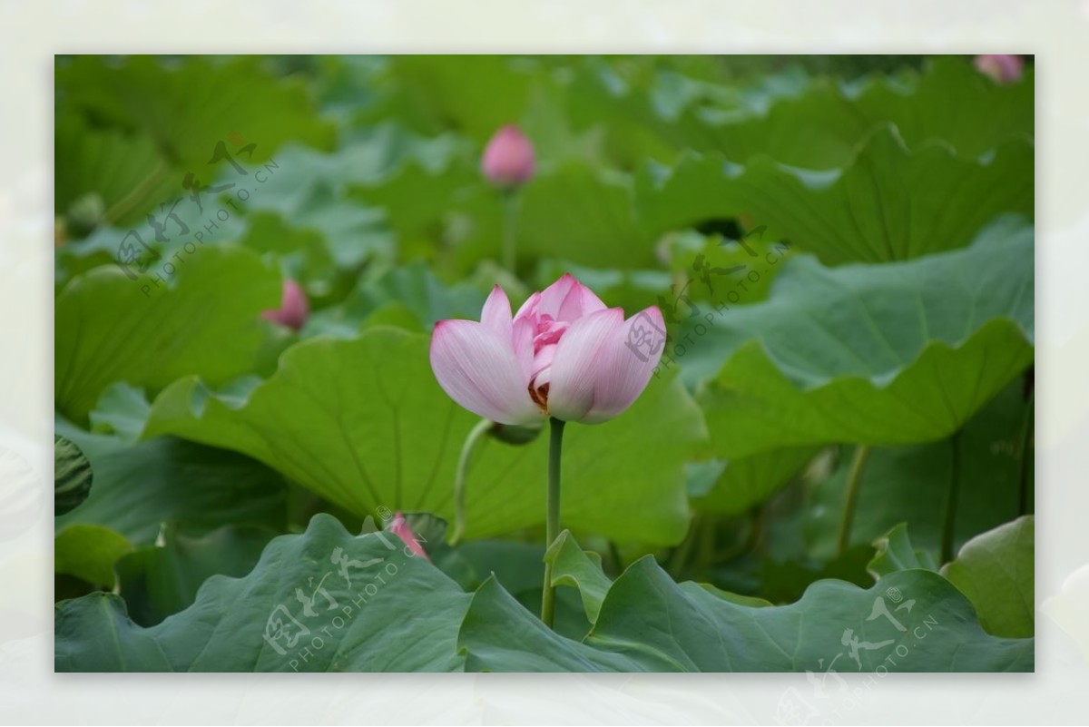 荷花莲