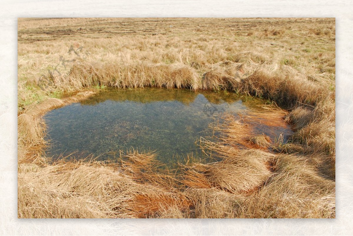 枯草地中的小池塘